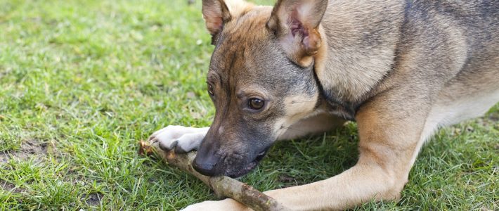 Playing Dog Playing Dog